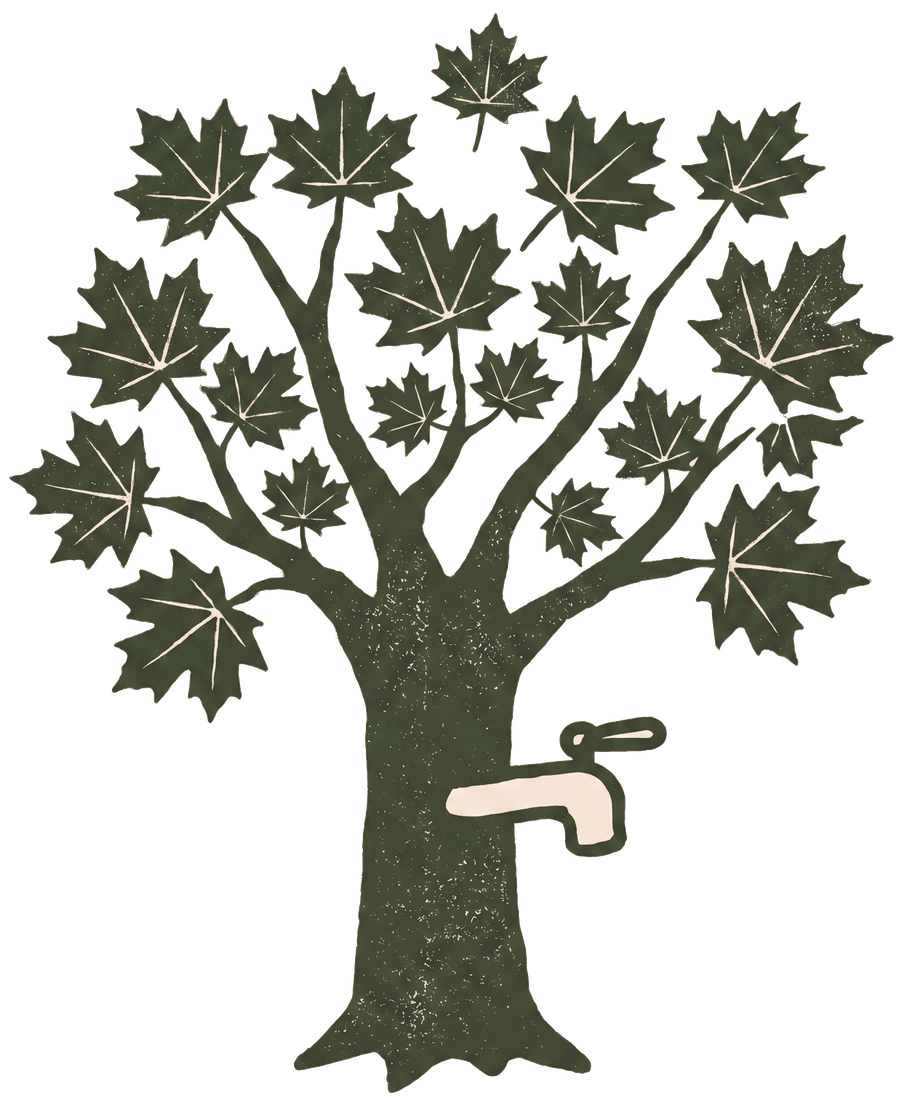 Maple tree with tap